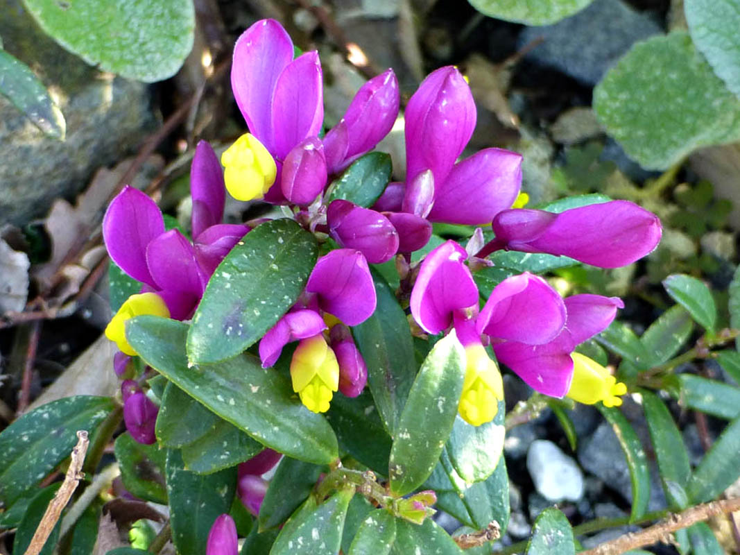 Polygala chamaebuxus photo